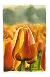mini tulip 2