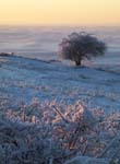 steptoe winter frost