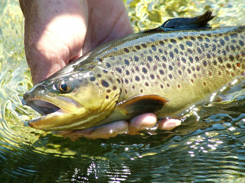 Brown Trout Release002
