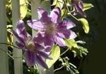 clematis to paint