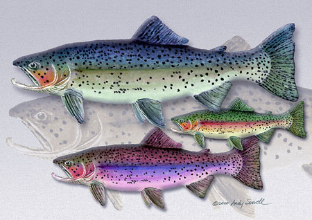 Trout of Colors